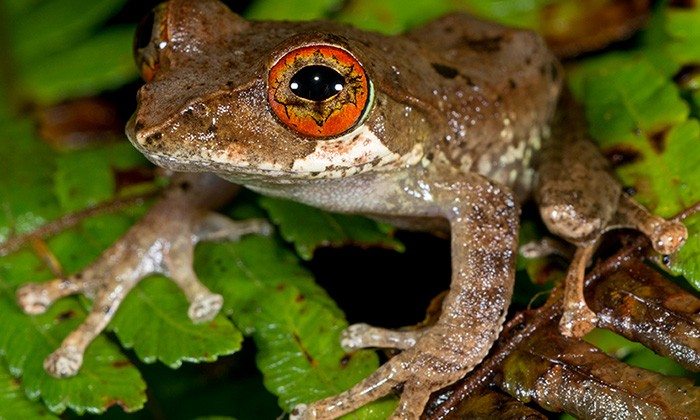 Frogs Illustrate the Creative Destruction of Mass Extinctions