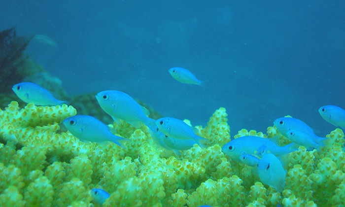 Oil Impairs Ability of Coral Reef Fish to Find Homes and Evade Predators
