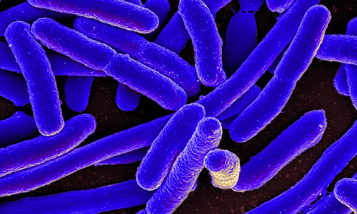Genetic Signatures Reveal Environment Where Bacteria Evolved