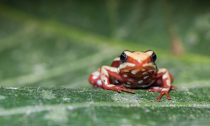 Why Poison Frogs Don’t Poison Themselves