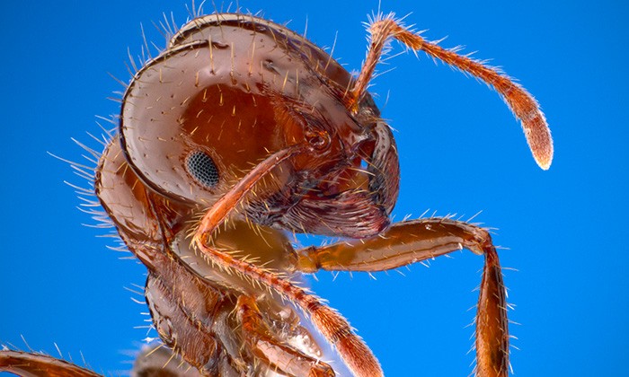 The Terrifying Science Behind Floating Fire Ant Colonies