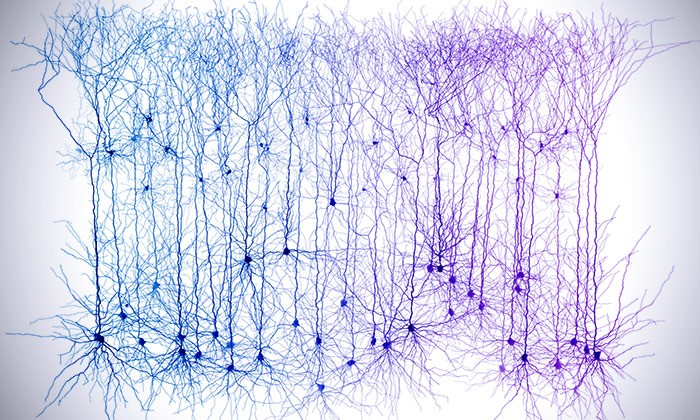 Neuroscientists Join Virtual Mega-laboratory to Probe the Brain’s Deepest Secrets