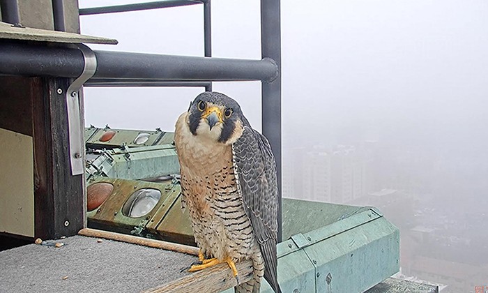 New Falcon Cam Offers Live Viewing of UT Tower’s Resident Raptor