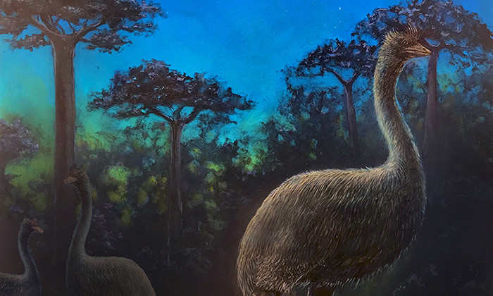 Giant Flightless Birds Were Nocturnal and Possibly Blind