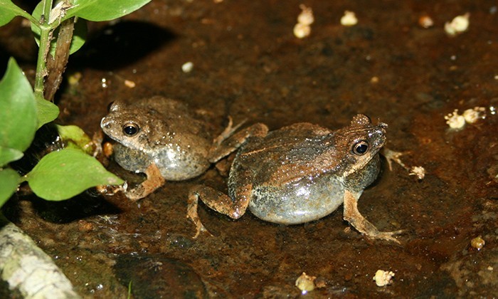 Females Prefer City Frogs’ Tunes