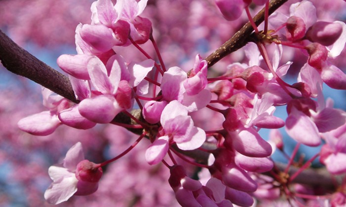 5 Things Scientists Say to Try in Your Yard This Spring