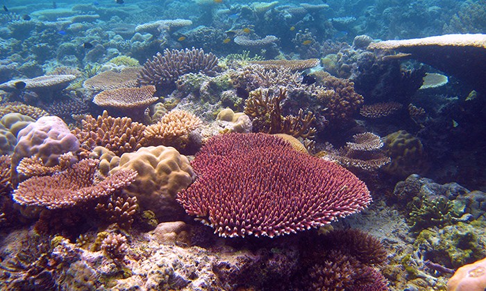 Great Barrier Reef Corals Can Survive Global Warming for Another Century