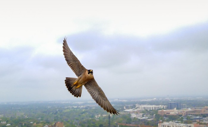 UT Tower Falcon May Have Finally Found True Love