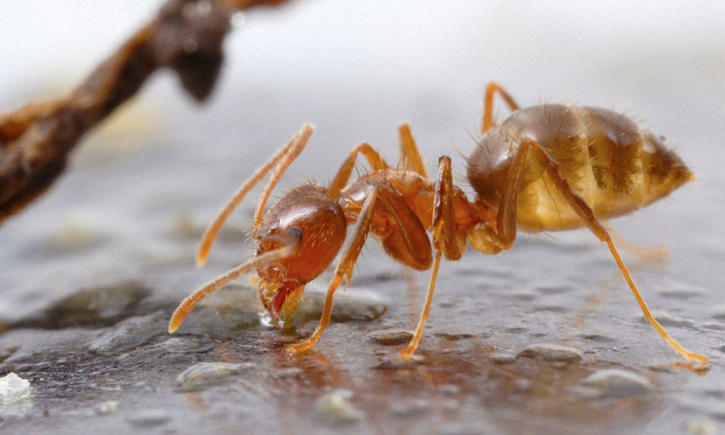 Arming Texas for War on Crazy Ants