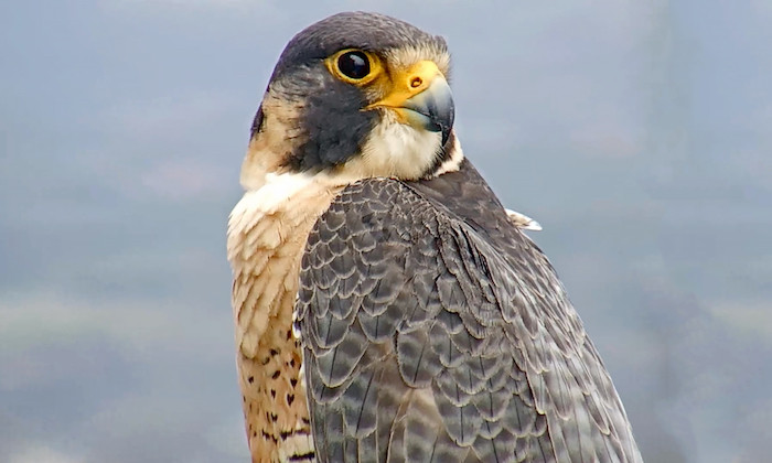 UT's Biodiversity Center Prepares to Learn from Falcon's Eggs