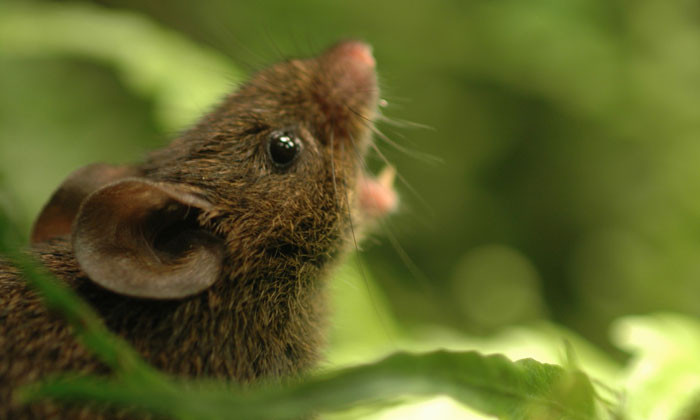 In Singing Mice, Scientists Find Clue to Our Own Rapid Conversations