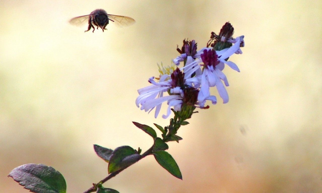 UT Austin Abuzz about Bee Campus USA Certification