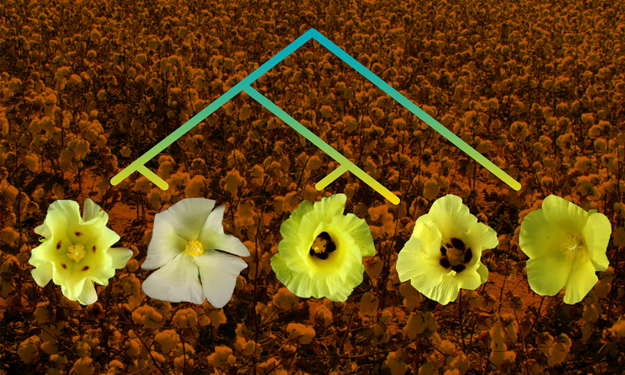 Genomes Assembled from Five Cotton Species Could Lead to Better Varieties