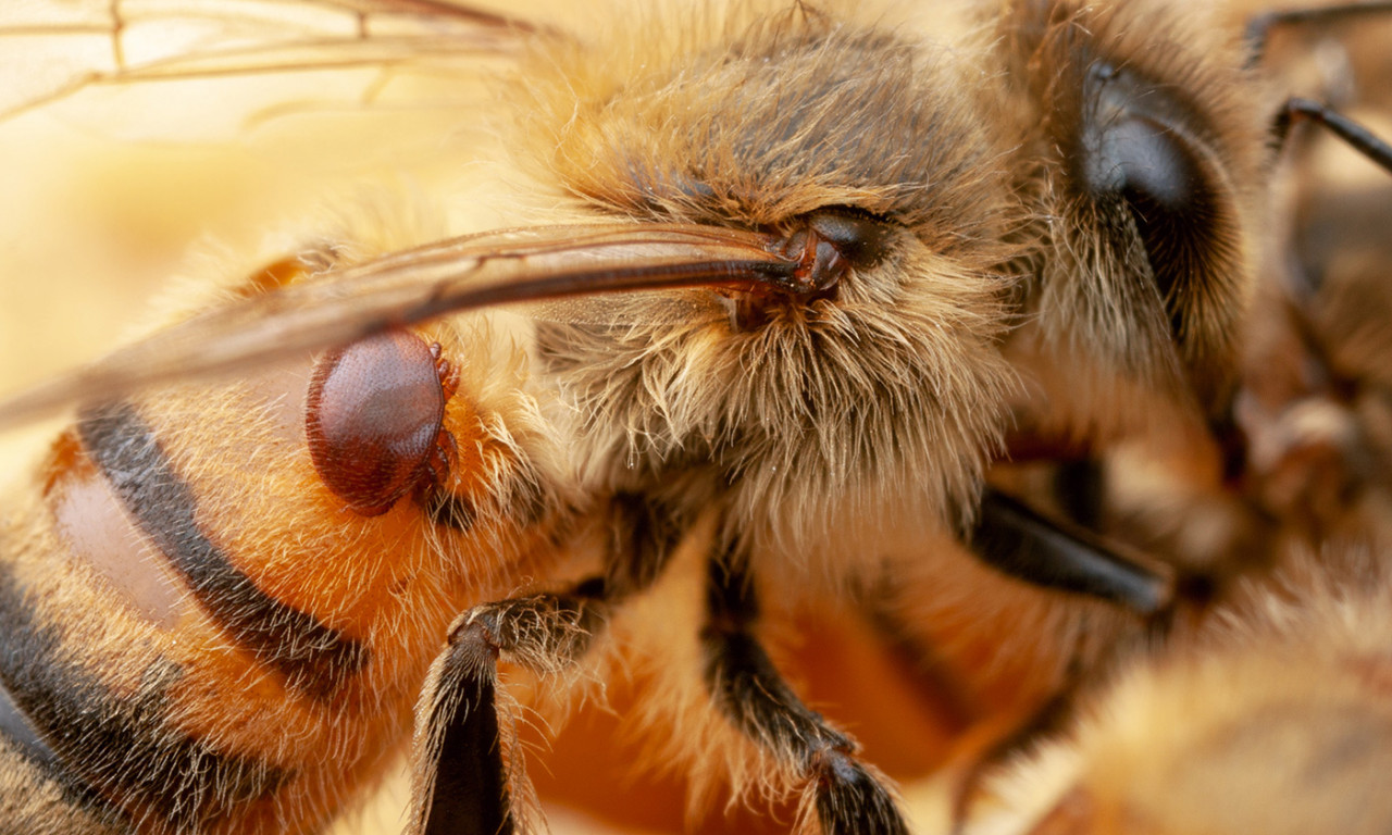 Bacteria Engineered to Protect Bees from Pests and Pathogens