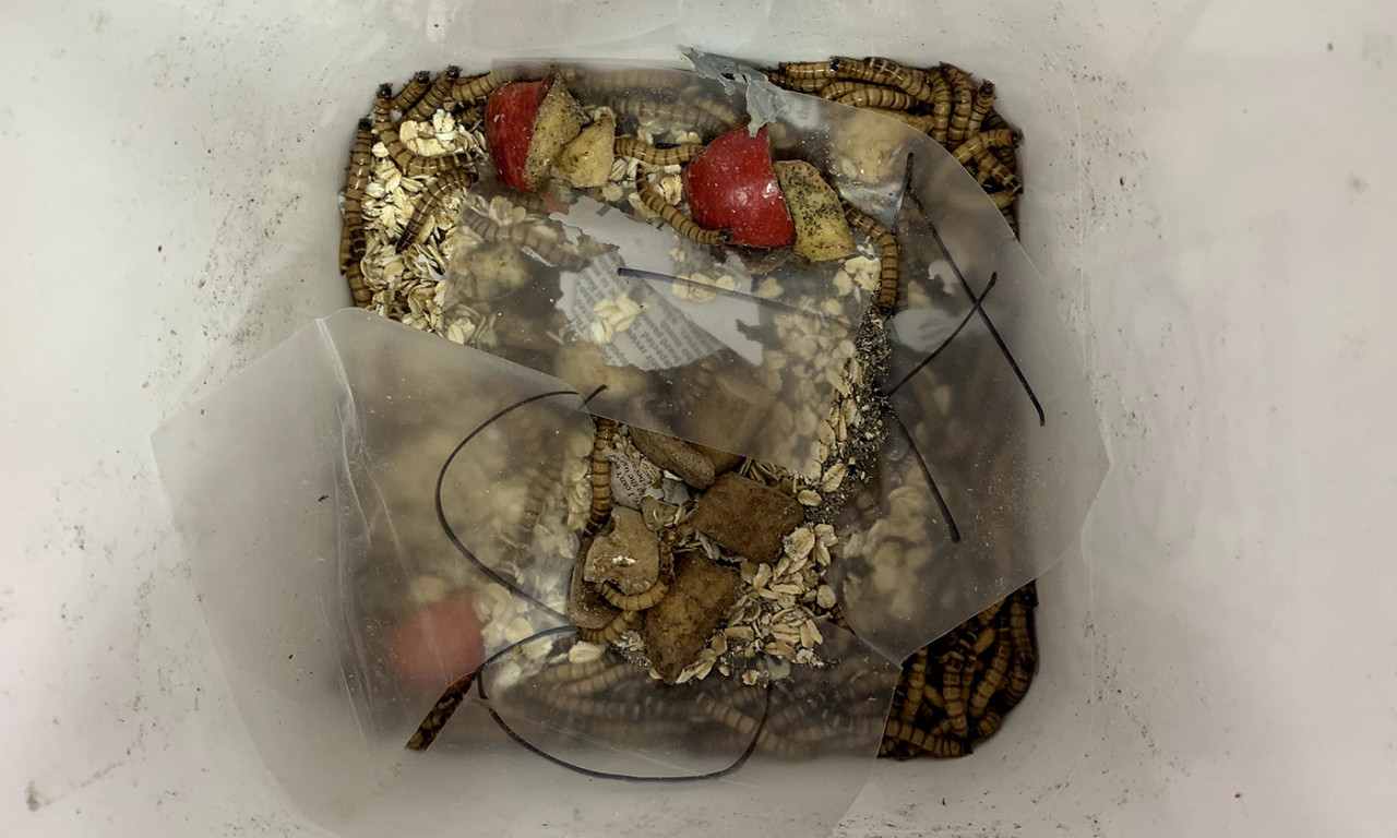 Undergraduate Research Aims to Harness the Power of Mealworms to Degrade Plastic