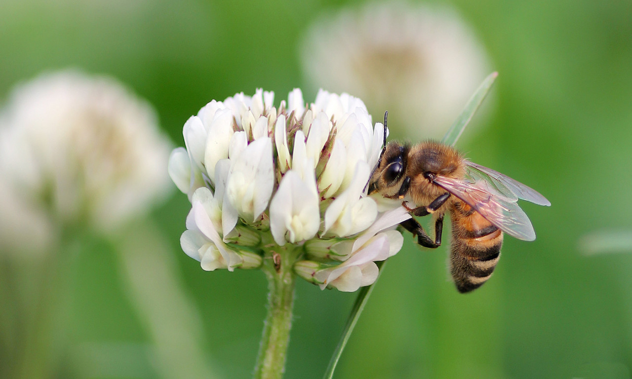Combining Agrochemicals More Harmful to Bees than Previously Understood