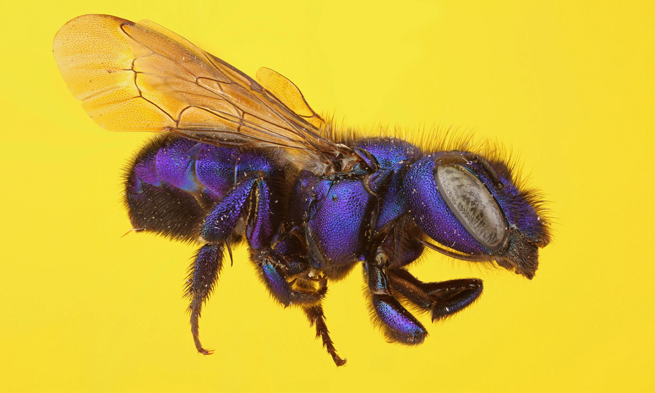 Like Their Domestic Cousins, Native Bees are Hurt by Pesticides