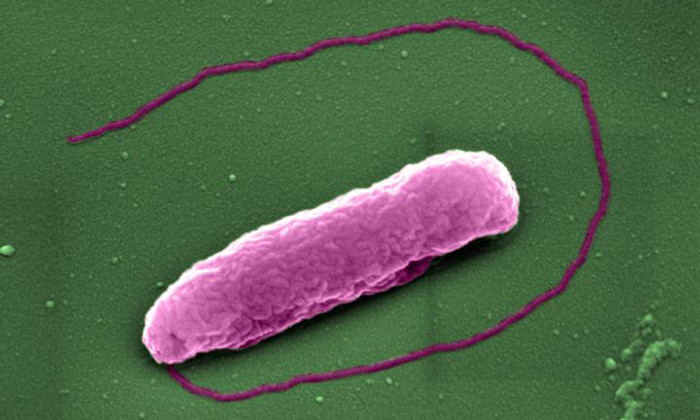 'Last Resort' Antibiotic Pops Bacteria Like Balloons