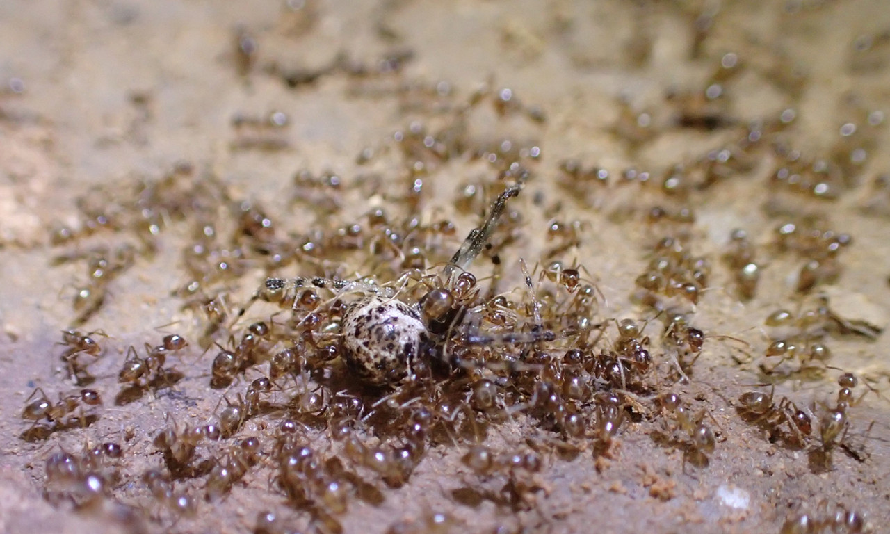 Invading Hordes of Crazy Ants May Have Finally Met Their Kryptonite