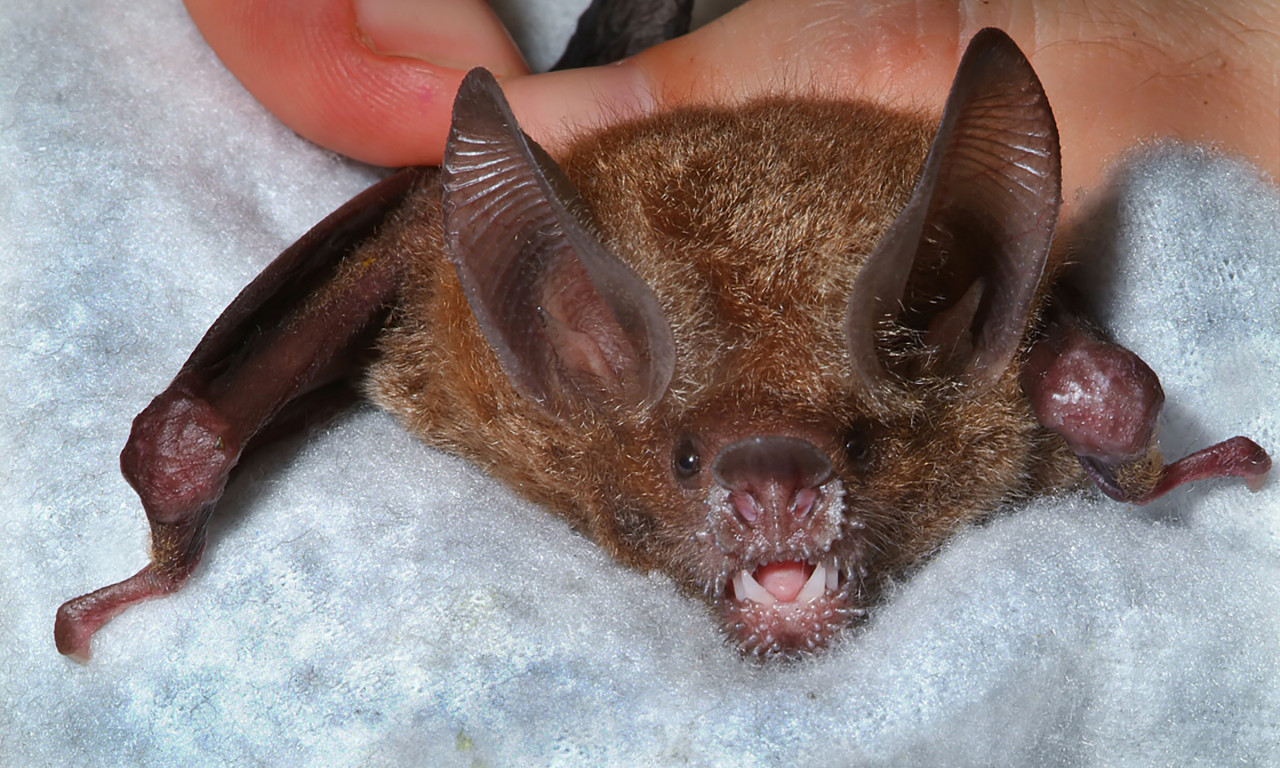Holy Bat Memory! Frog-Eating Bats Remember Ringtones Years Later