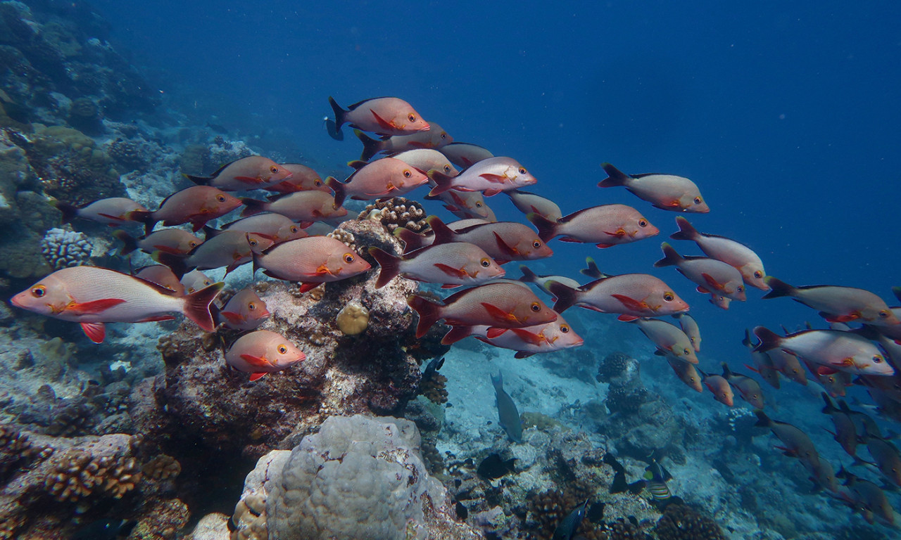 A More Nuanced Approach is Needed to Manage Coral Reef Ecosystems