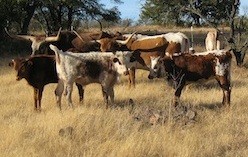 Texas Longhorn Genome Decoded