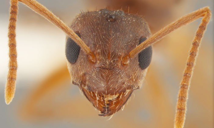 Invasive Crazy Ants Are Displacing Fire Ants