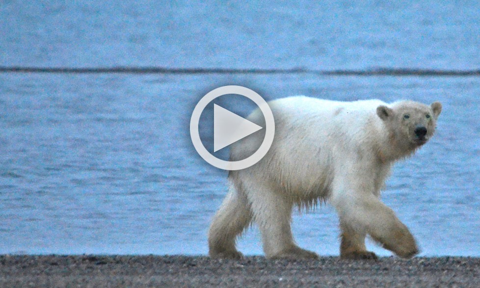 Video: The New Arctic