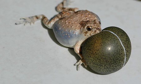 Robotic Frogs Help Turn a Boring Mating Call into a Serenade