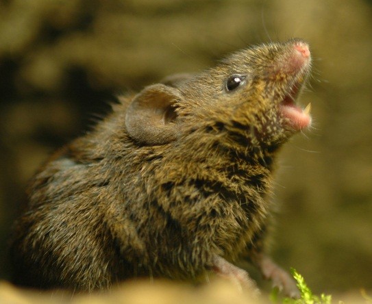 Research on Singing Mouse Seeks to Understand the Language Gene