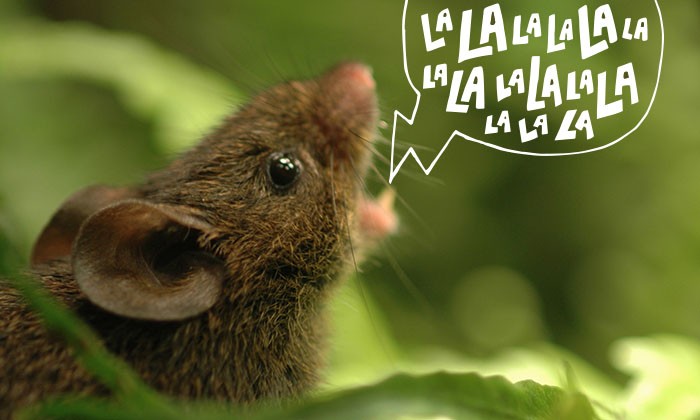 Singing Mice Protect Their Turf with High-Pitched Tunes